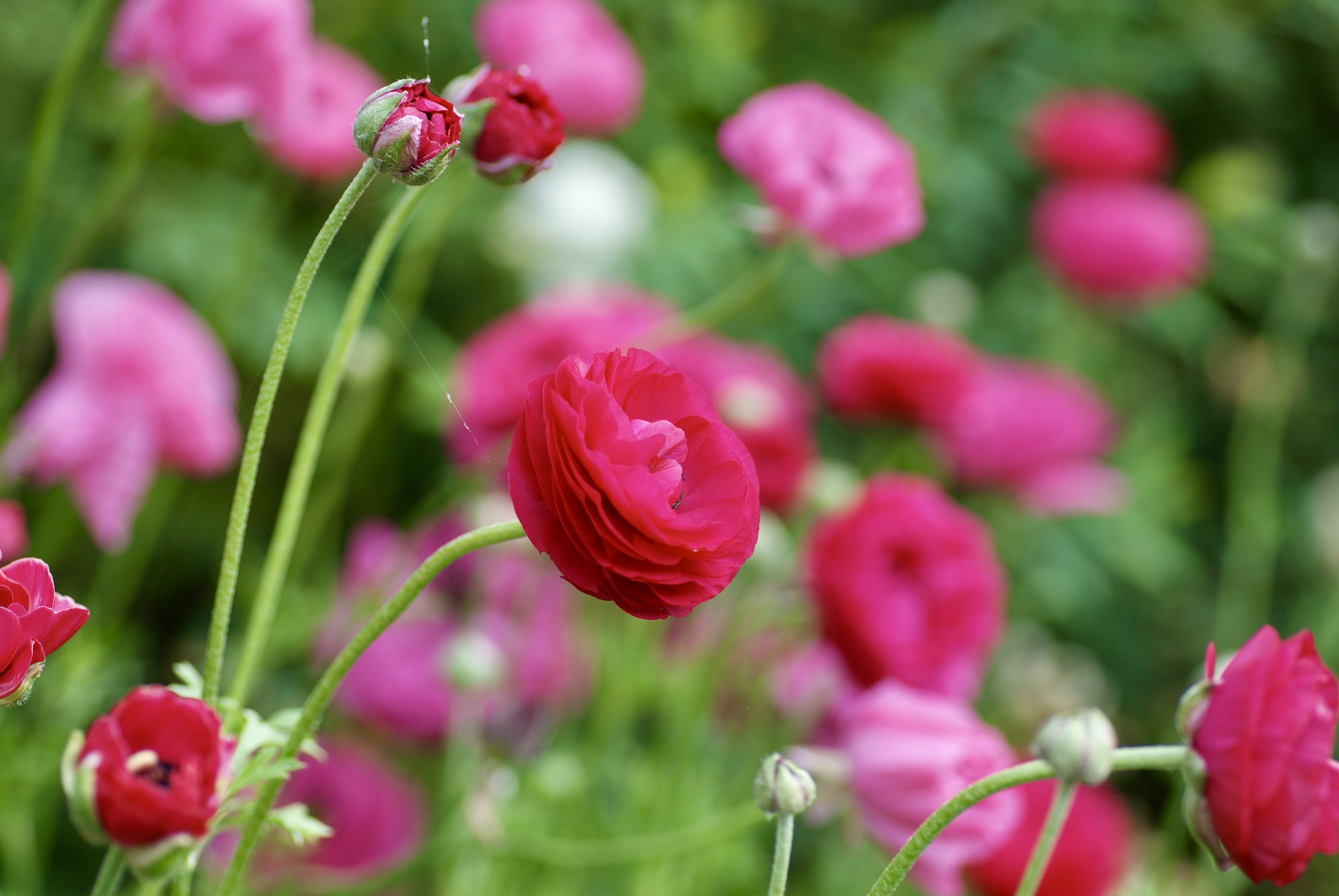 course_image