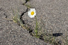course_image