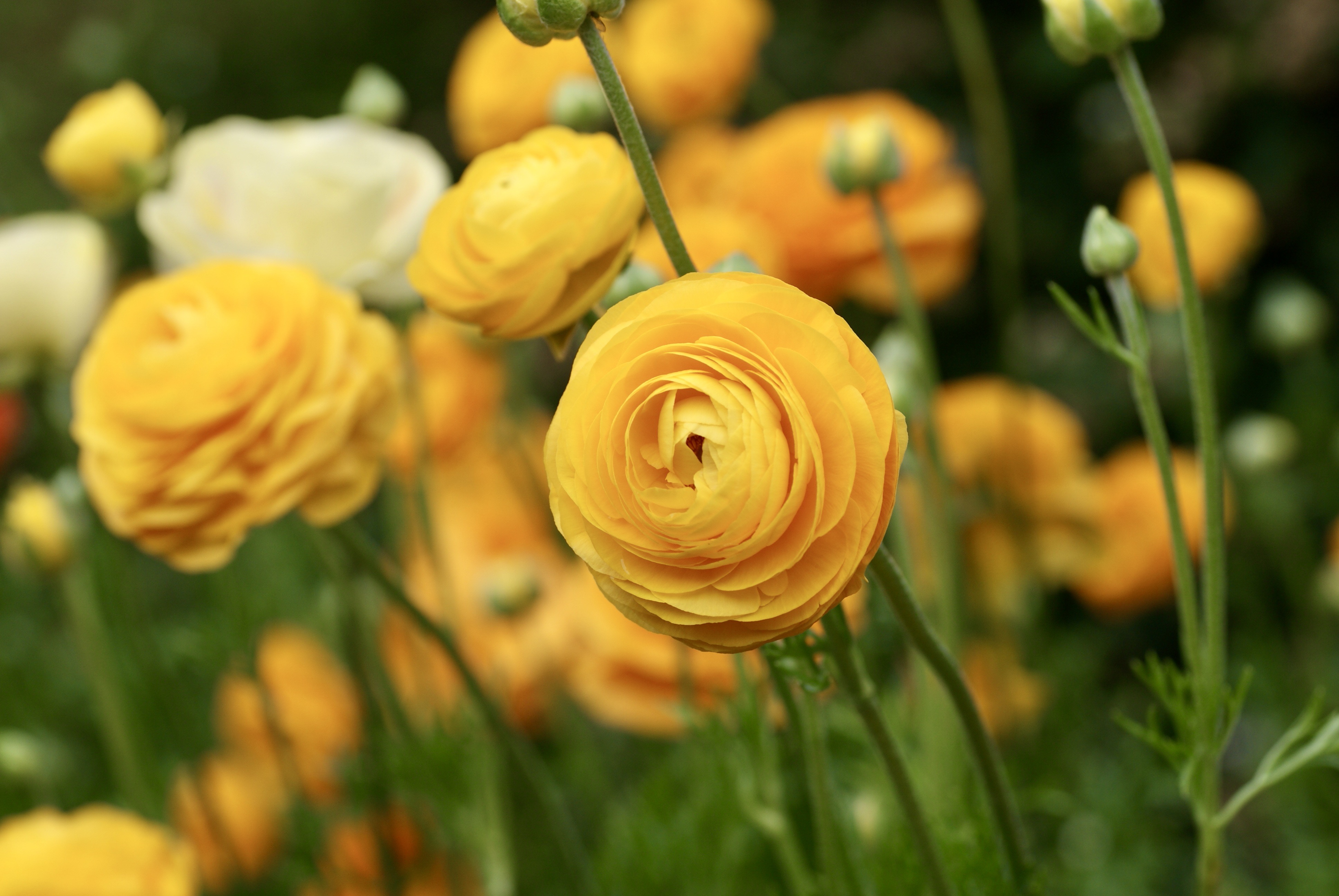 course_image